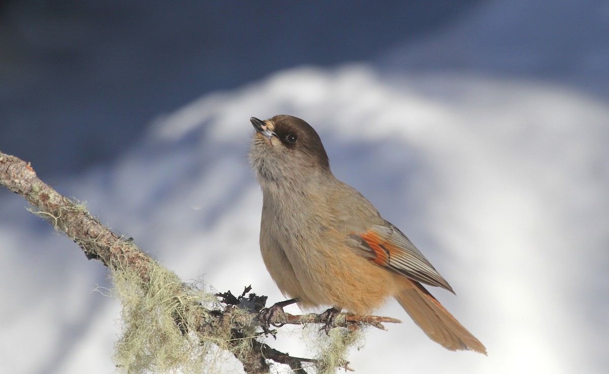 Siberian Jay - ML635142378