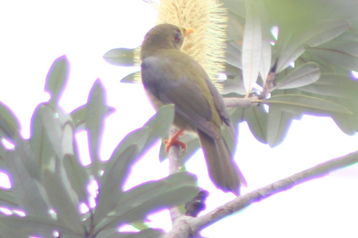Bell Miner - ML635142386