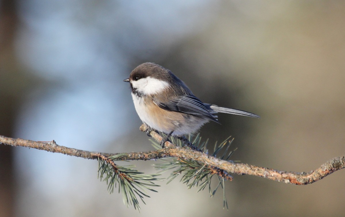 Gray-headed Chickadee - ML635142397