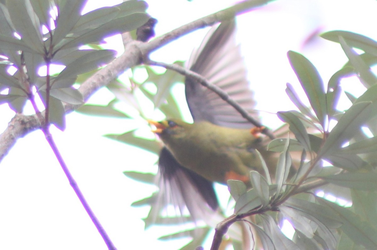 Bell Miner - ML635142398