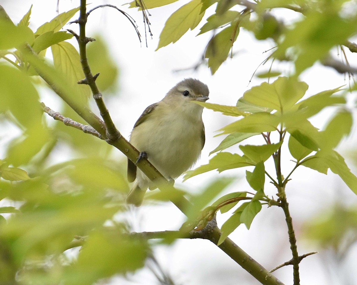Warbling Vireo - ML635142445