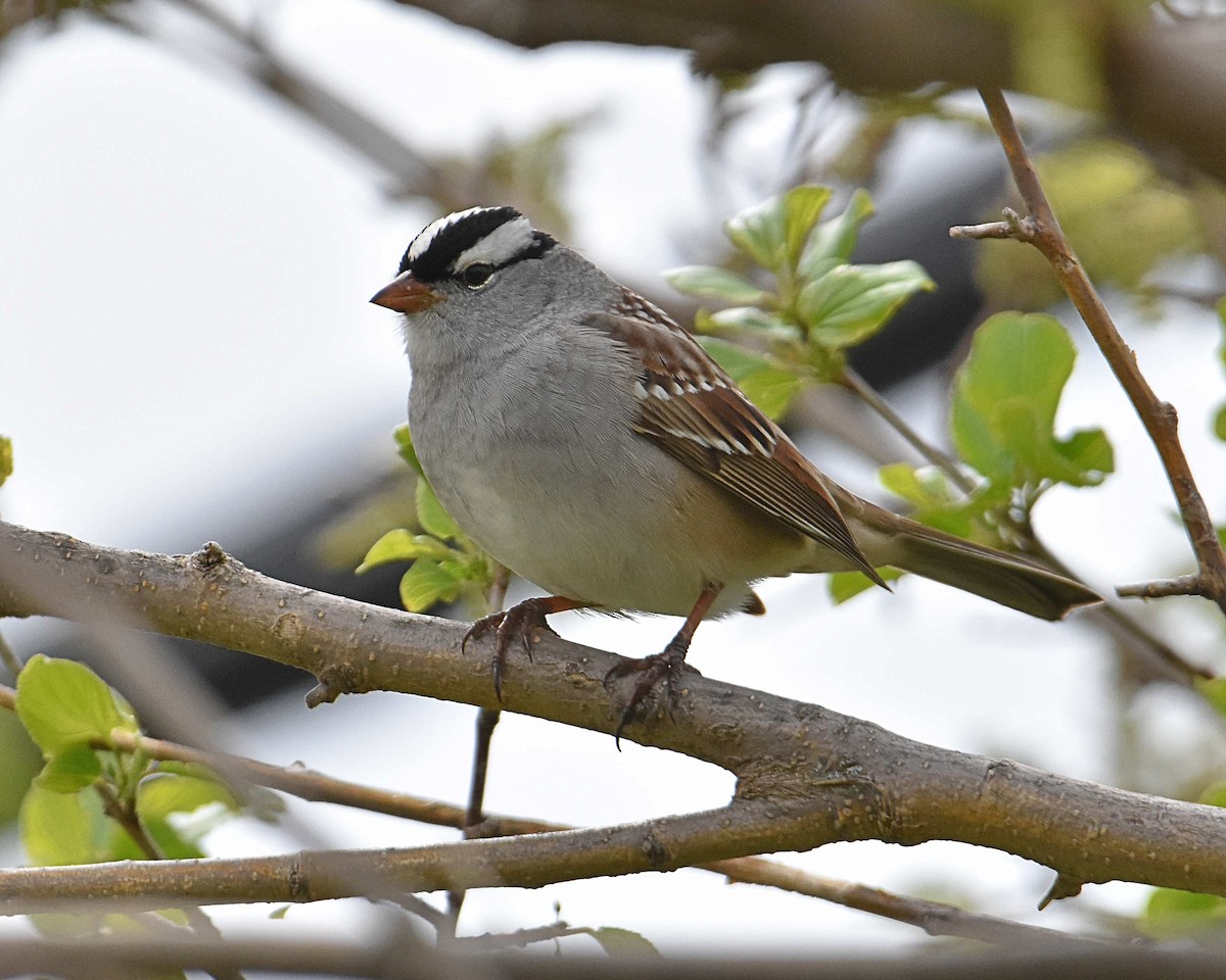 White-crowned Sparrow - ML635142450