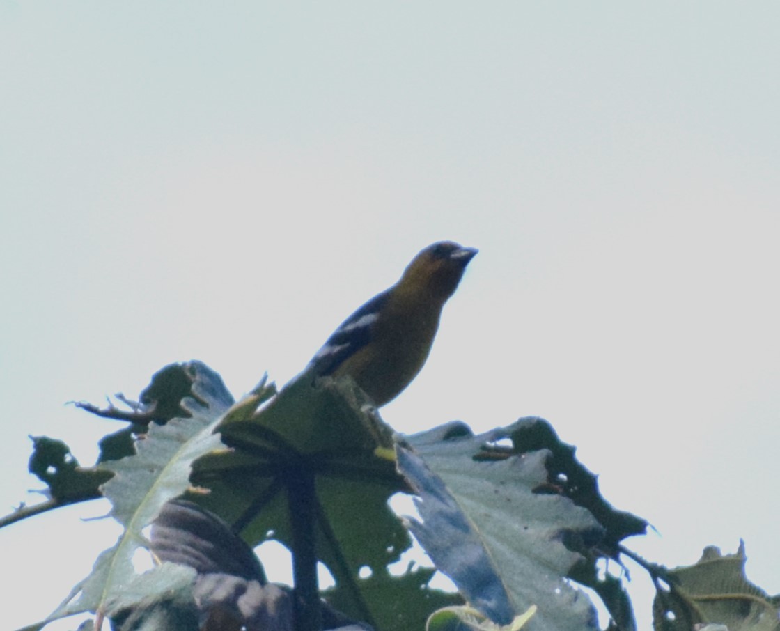 White-winged Tanager - ML635142482