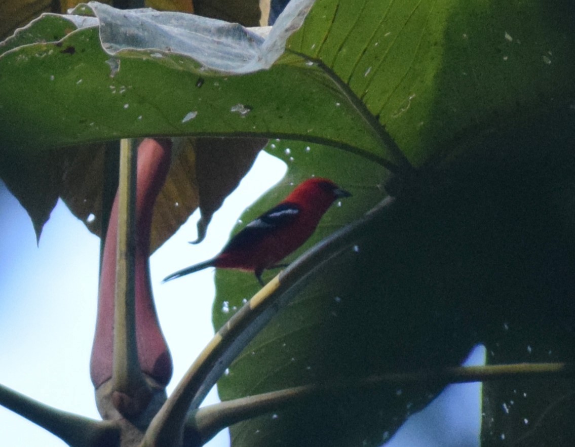 White-winged Tanager - ML635142483