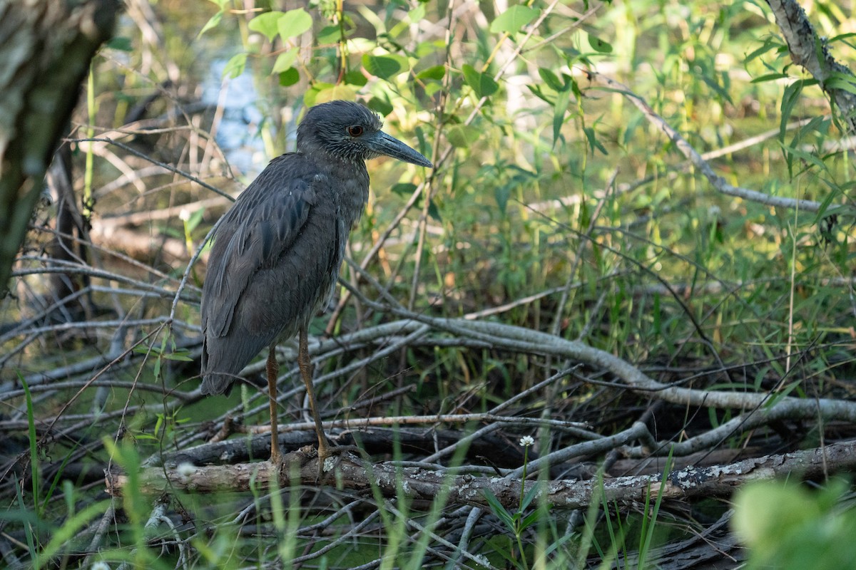 Yellow-crowned Night Heron - ML635142485