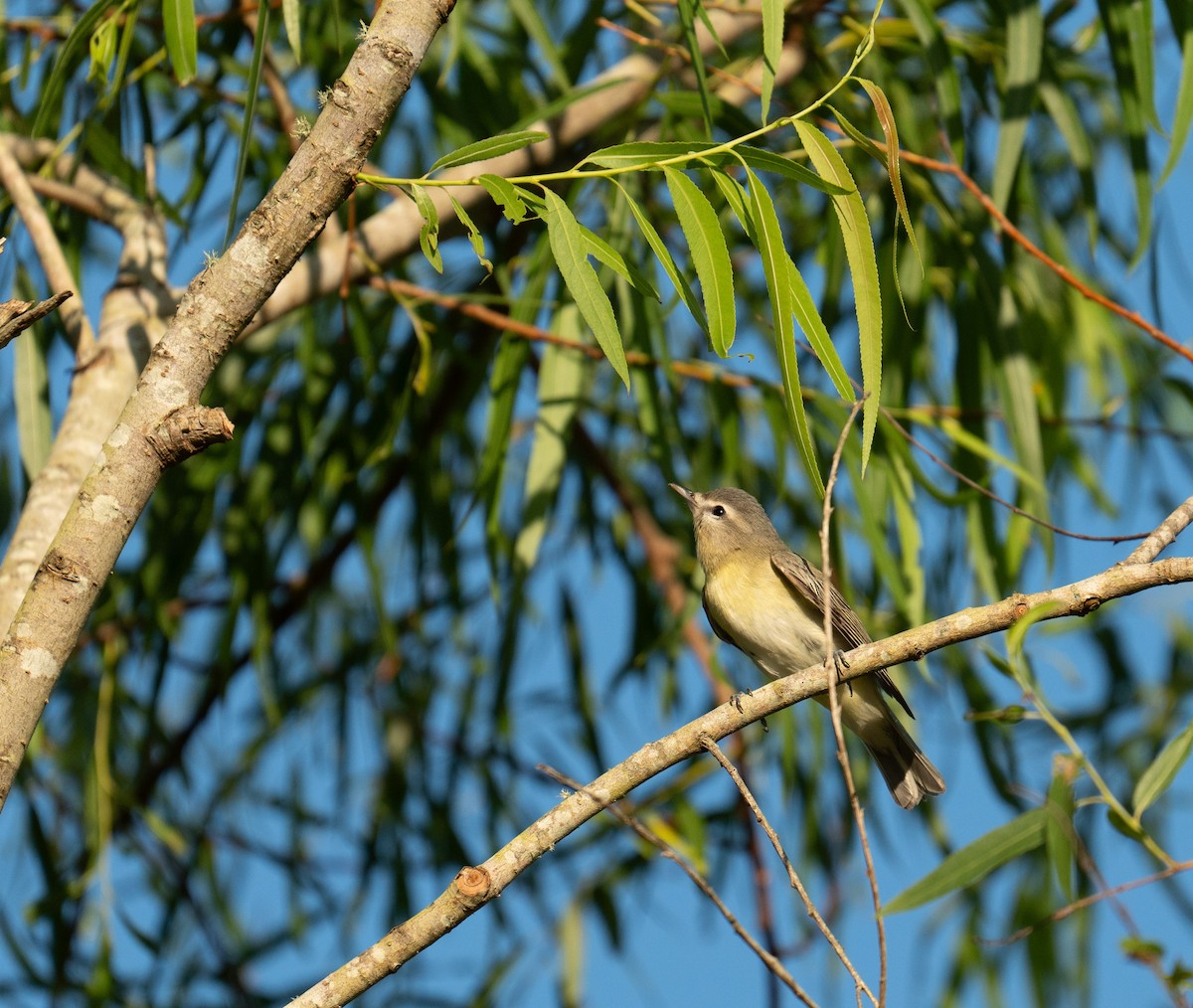 Philadelphia Vireo - ML635142490