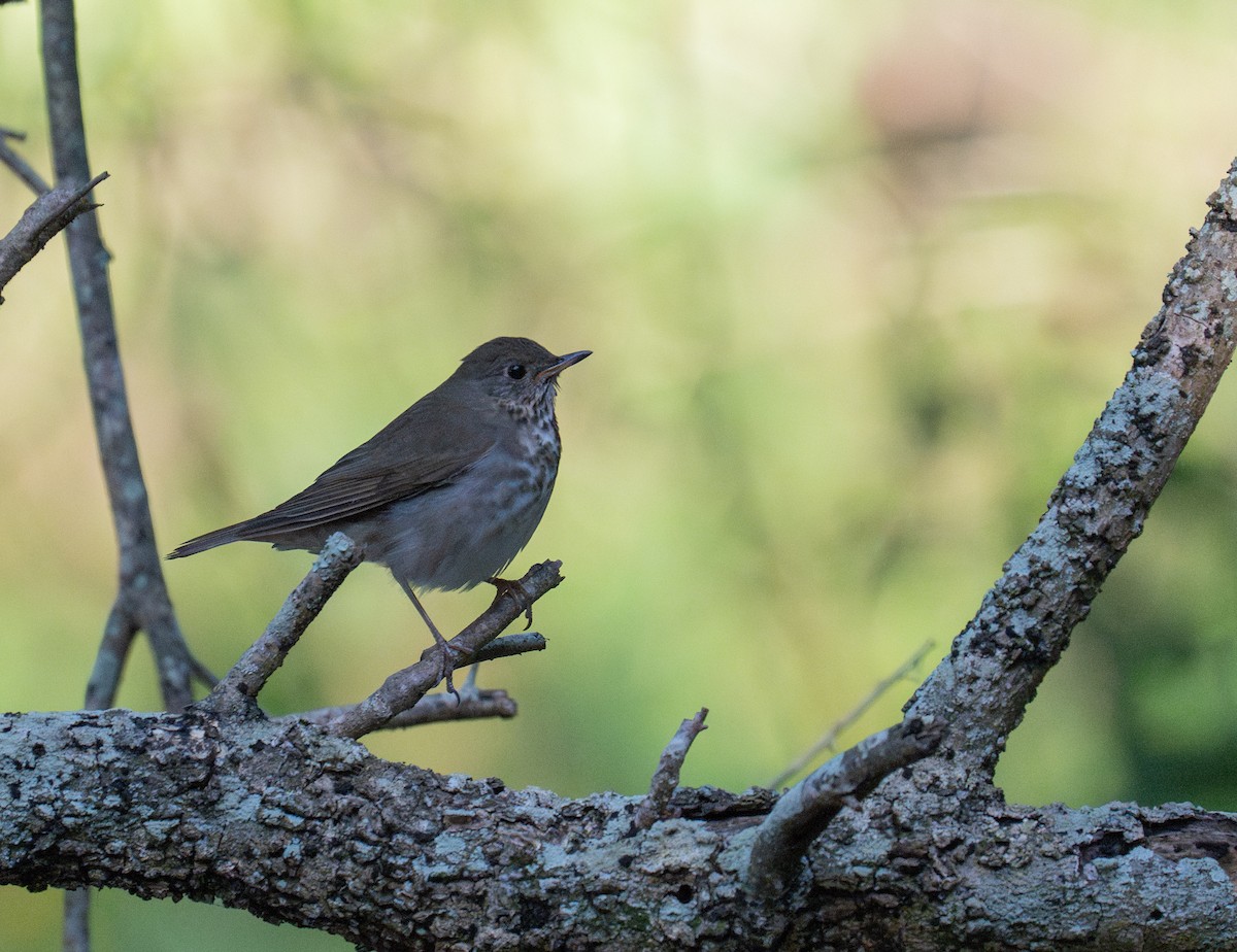 Swainson's Thrush - ML635142538