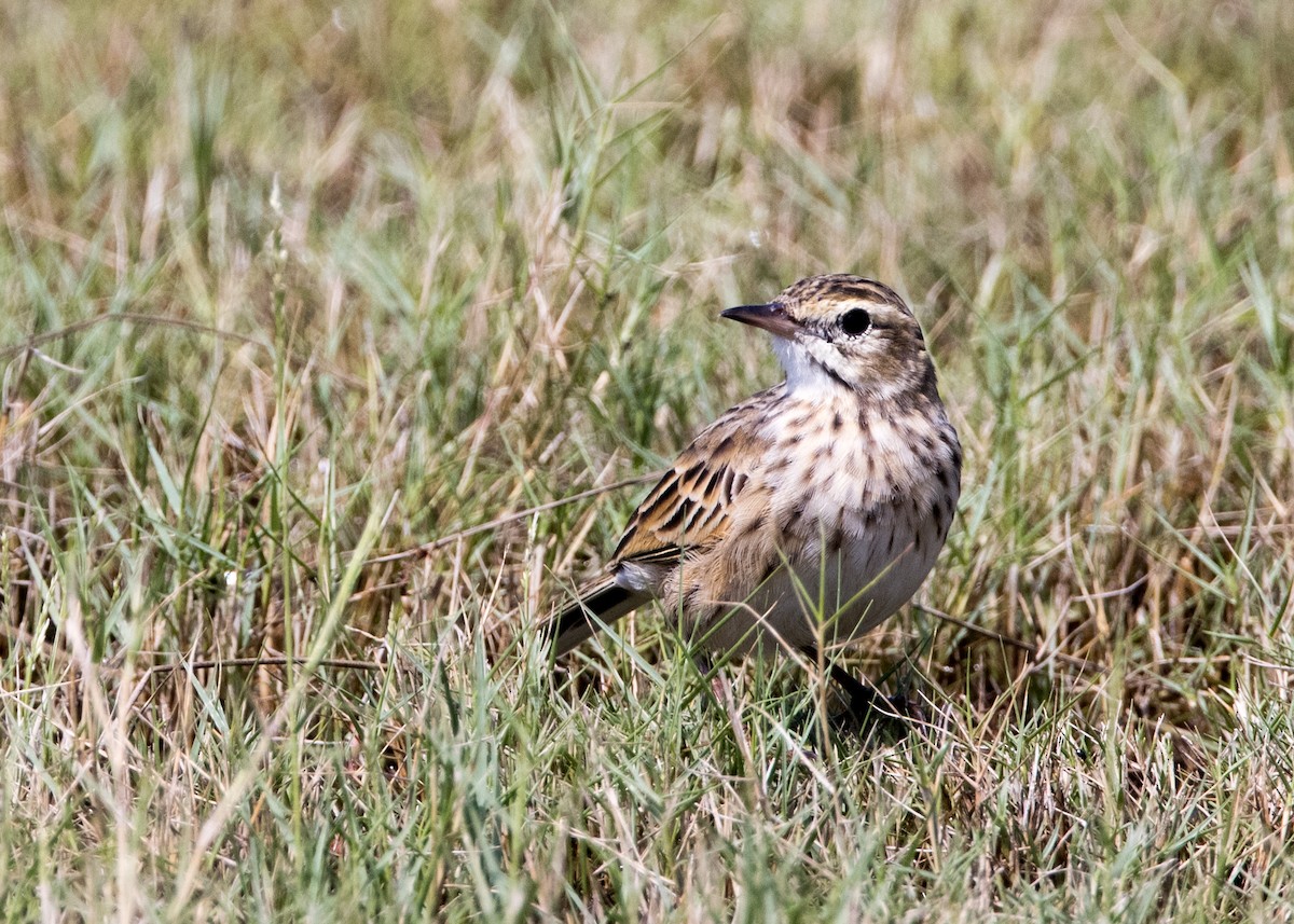 Australian Pipit - ML635142556