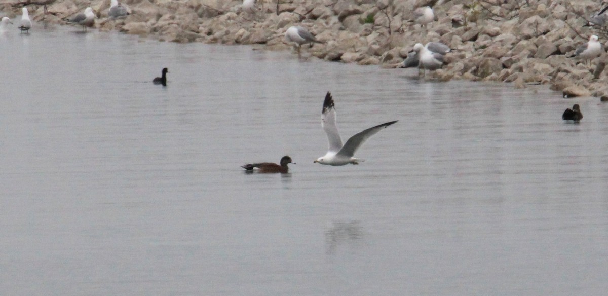 American Wigeon - ML635142578