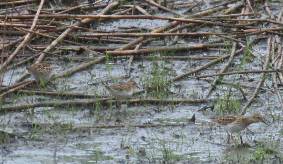 Least Sandpiper - ML635142688