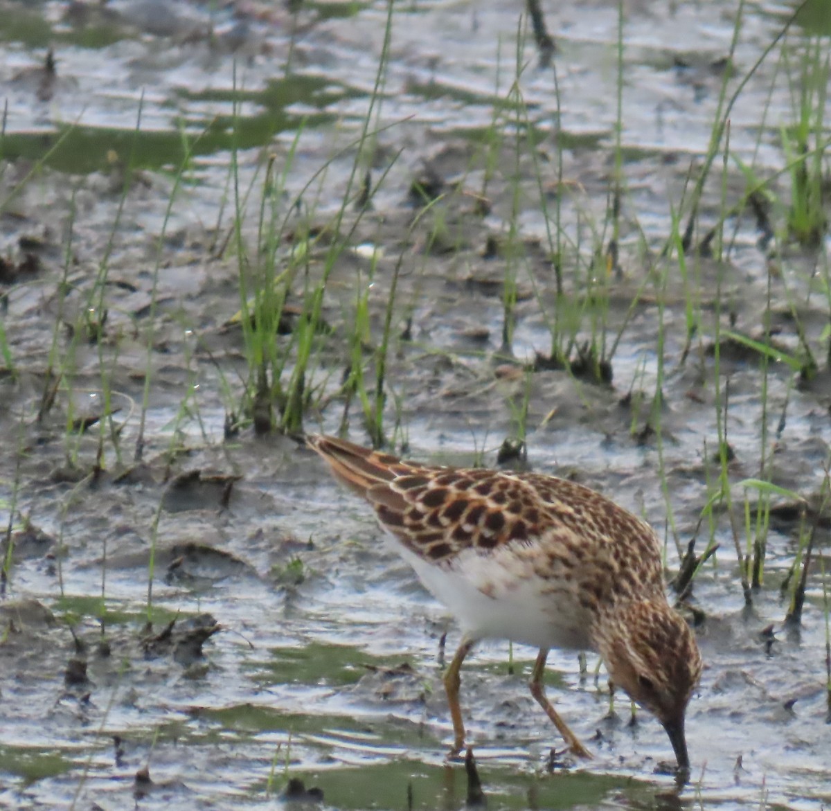 Least Sandpiper - ML635142701