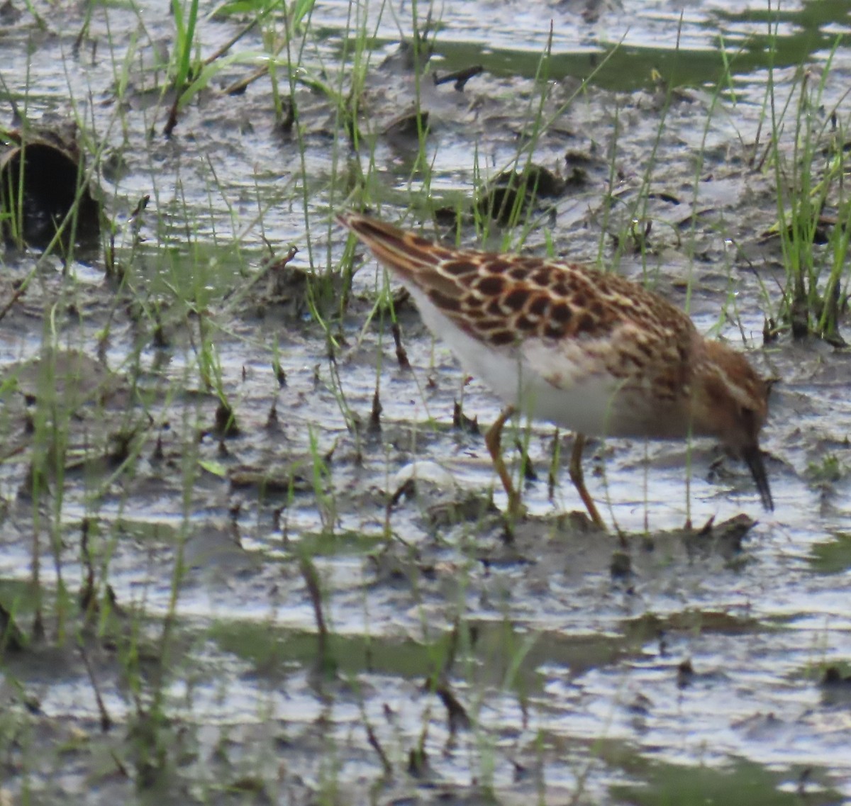 Least Sandpiper - ML635142746