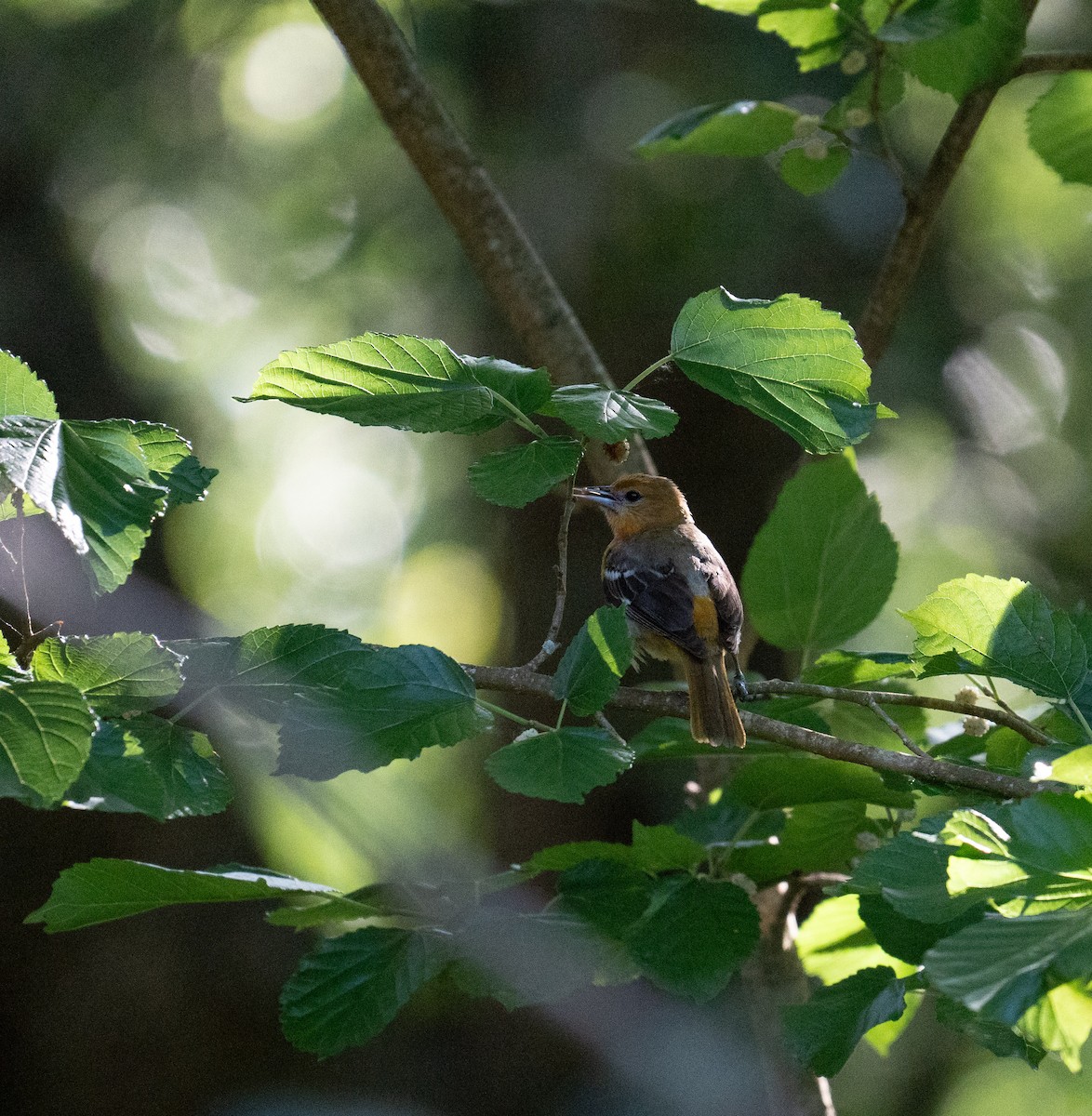 Orchard Oriole - ML635142754