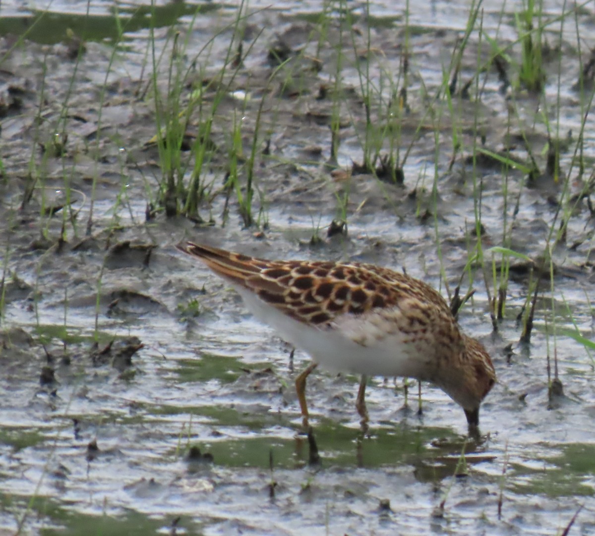 Least Sandpiper - ML635142792