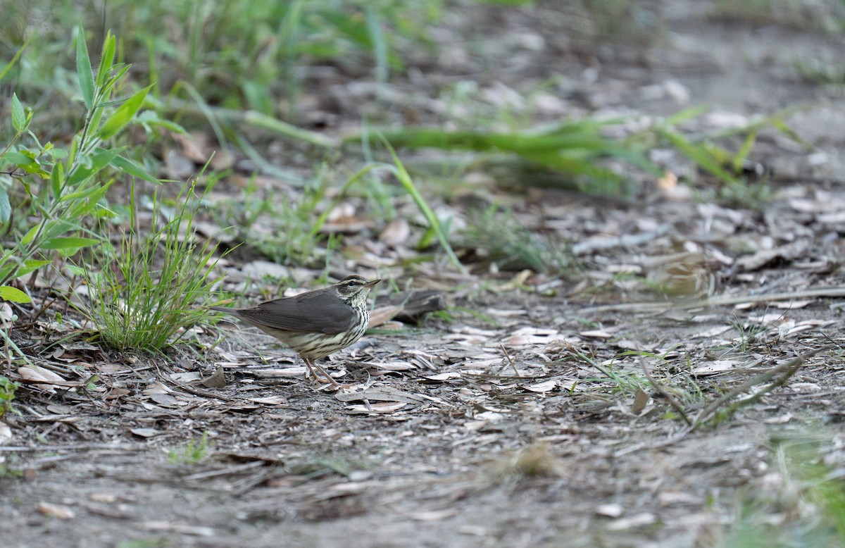 Northern Waterthrush - ML635142796