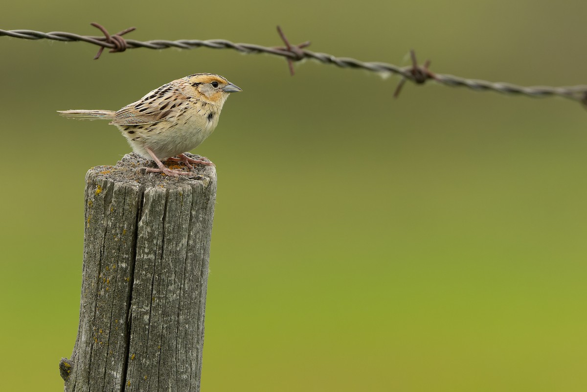 LeConte's Sparrow - ML635142848
