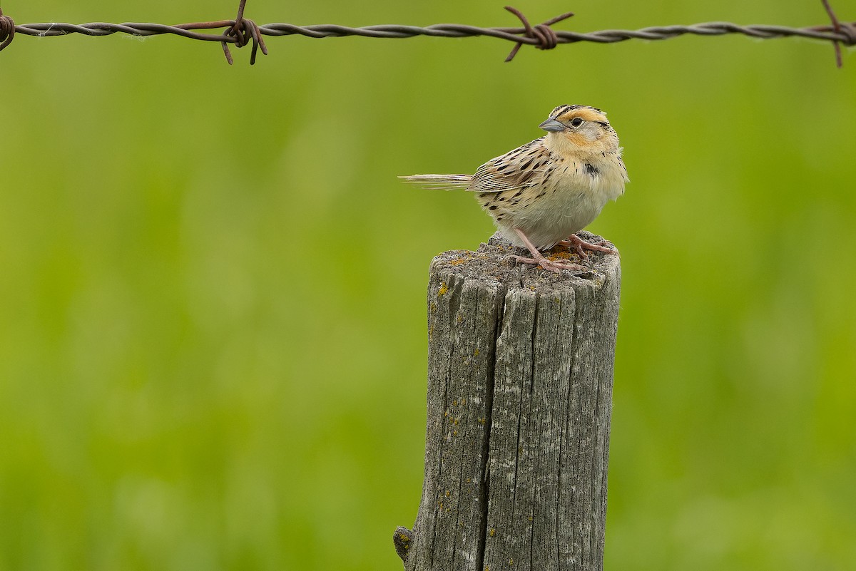 LeConte's Sparrow - ML635142850