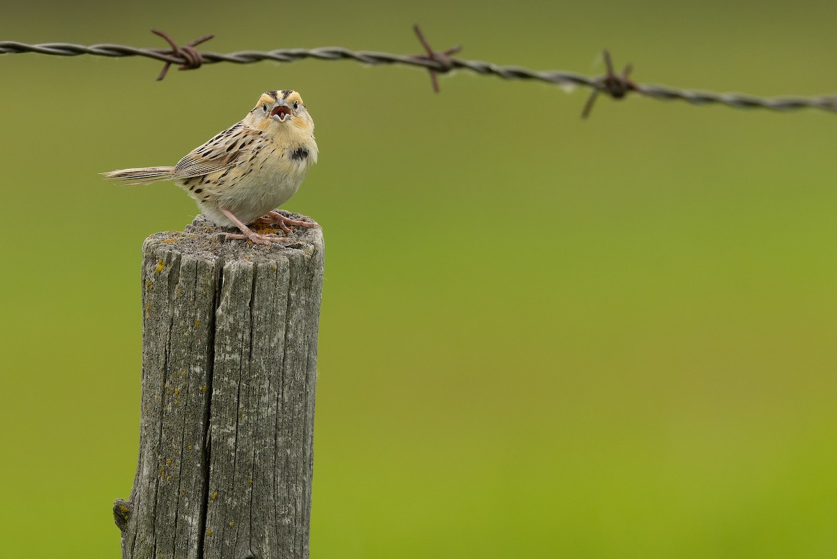 LeConte's Sparrow - ML635142851