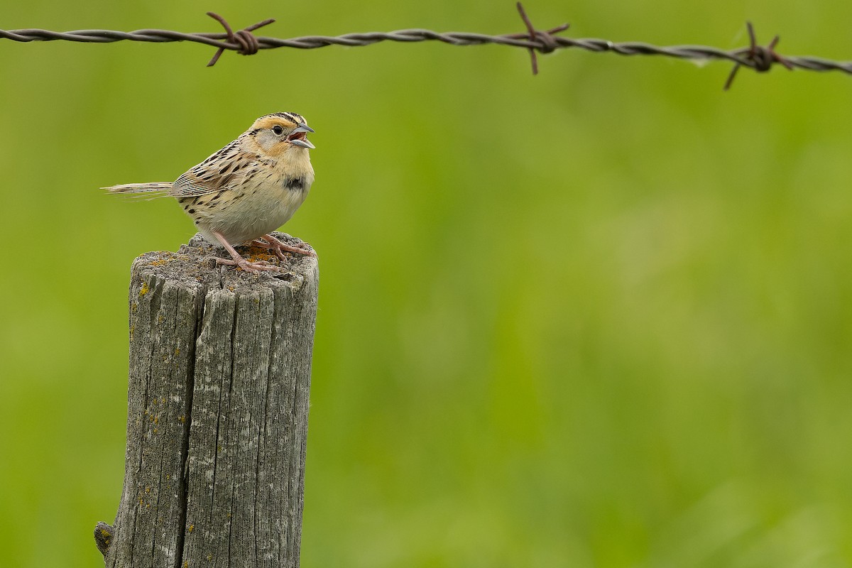 LeConte's Sparrow - ML635142853
