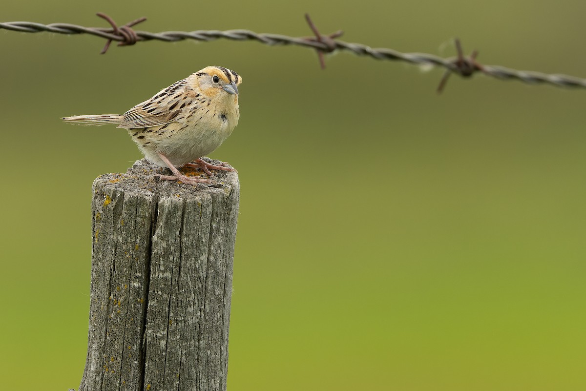 LeConte's Sparrow - ML635142854