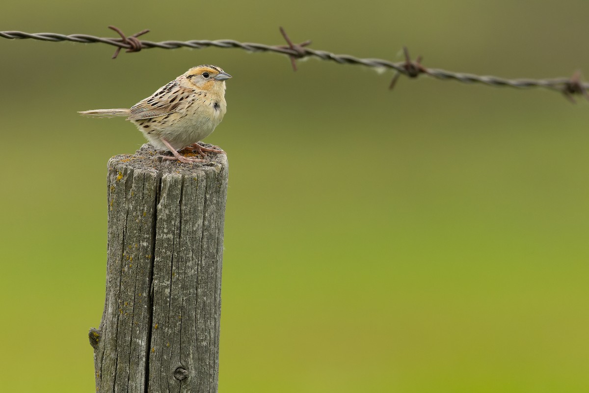 LeConte's Sparrow - ML635142855