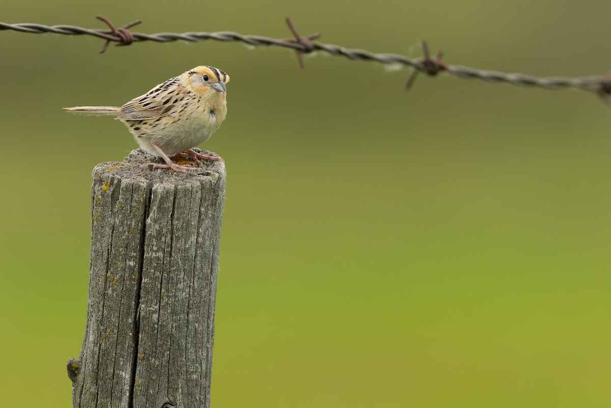 LeConte's Sparrow - ML635142857