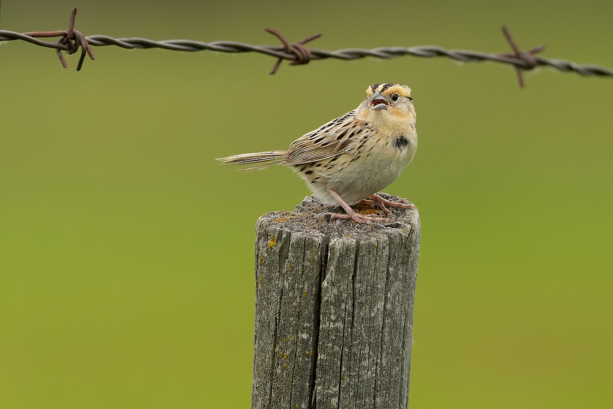 LeConte's Sparrow - ML635142859