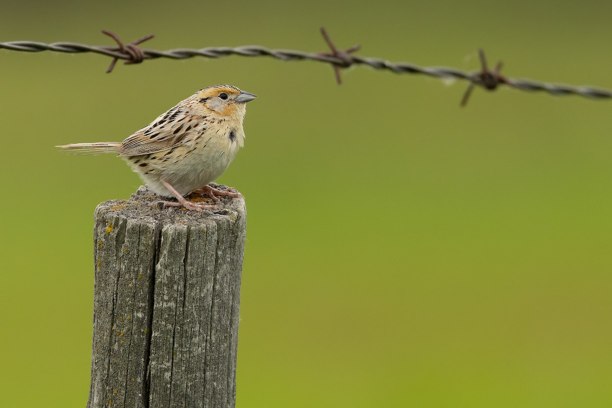 LeConte's Sparrow - ML635142860