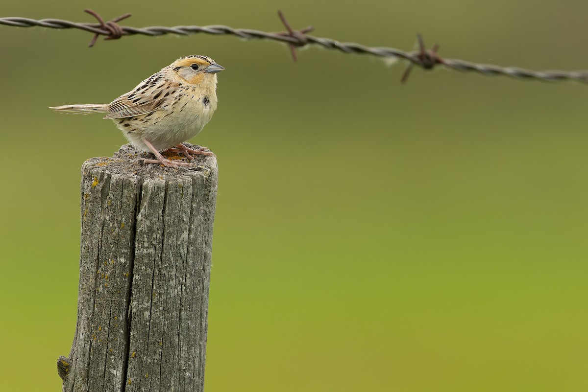 LeConte's Sparrow - ML635142863