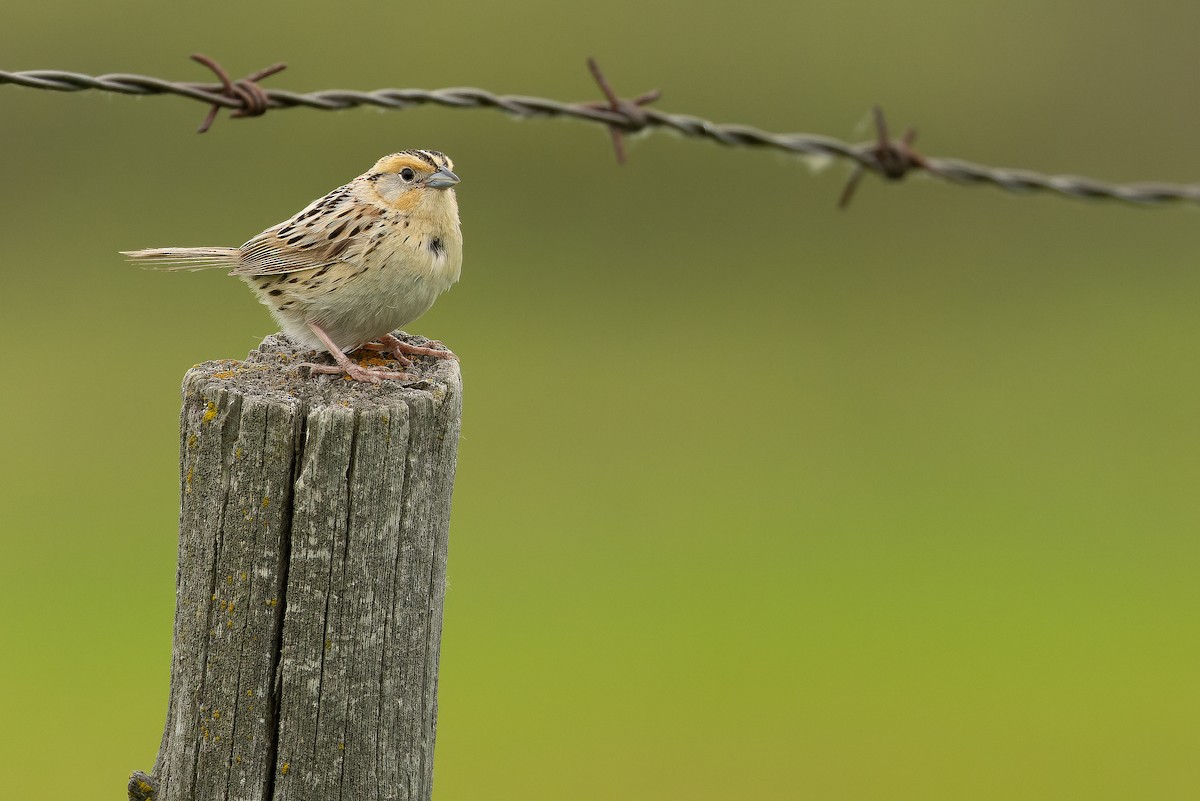 LeConte's Sparrow - ML635142864