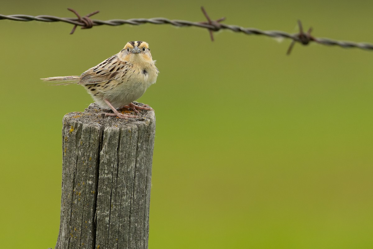 LeConte's Sparrow - ML635142865