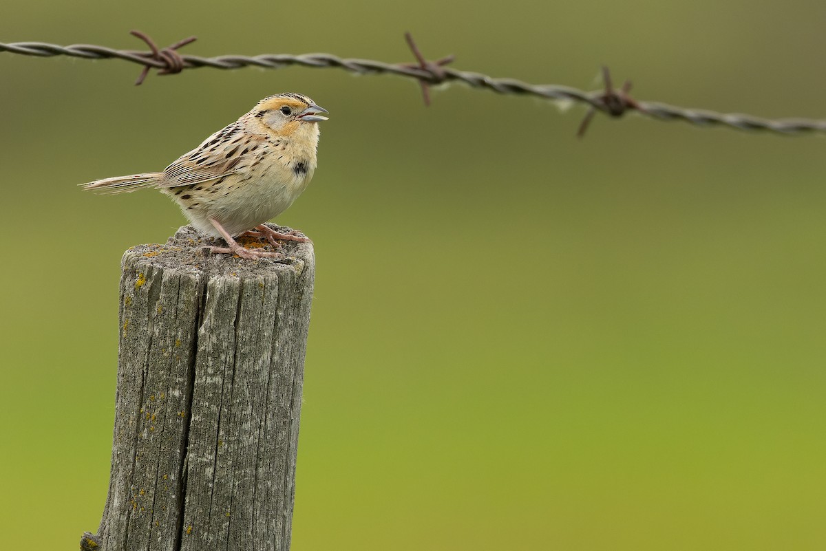 LeConte's Sparrow - ML635142867