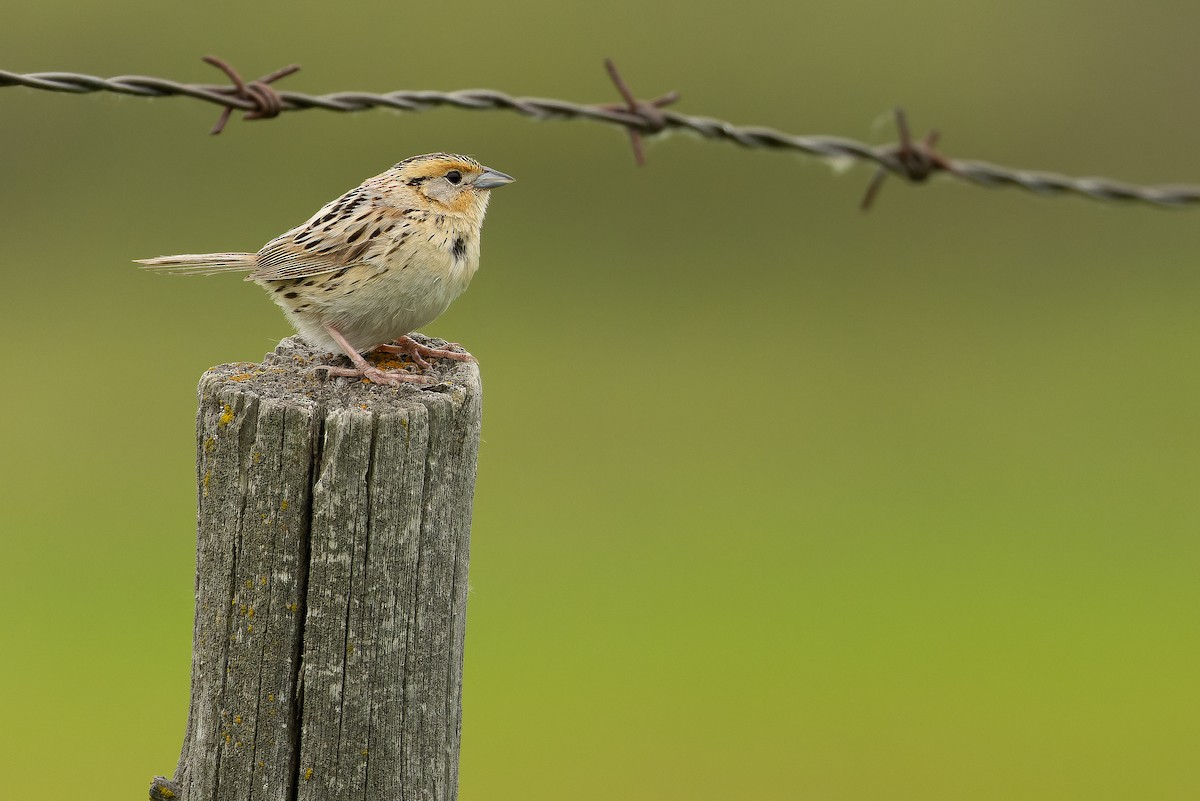 LeConte's Sparrow - ML635142868