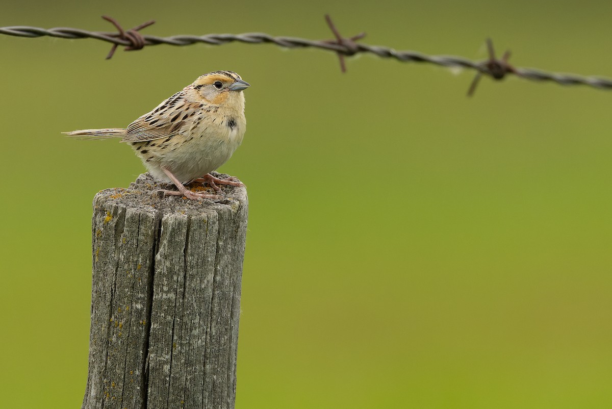 LeConte's Sparrow - ML635142869