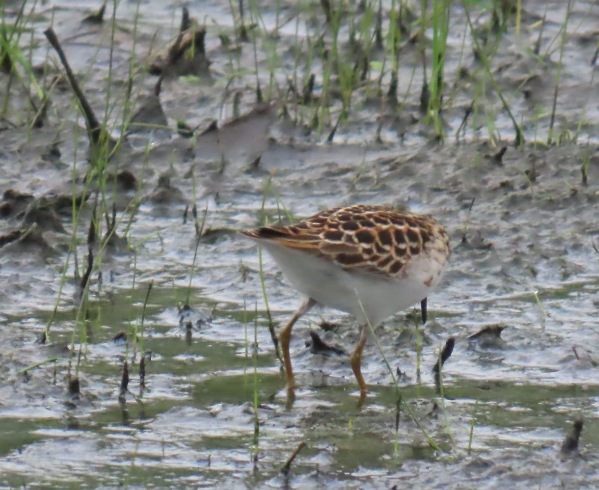 Least Sandpiper - ML635142910