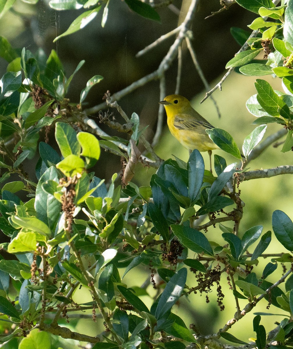 Northern Yellow Warbler - ML635142929