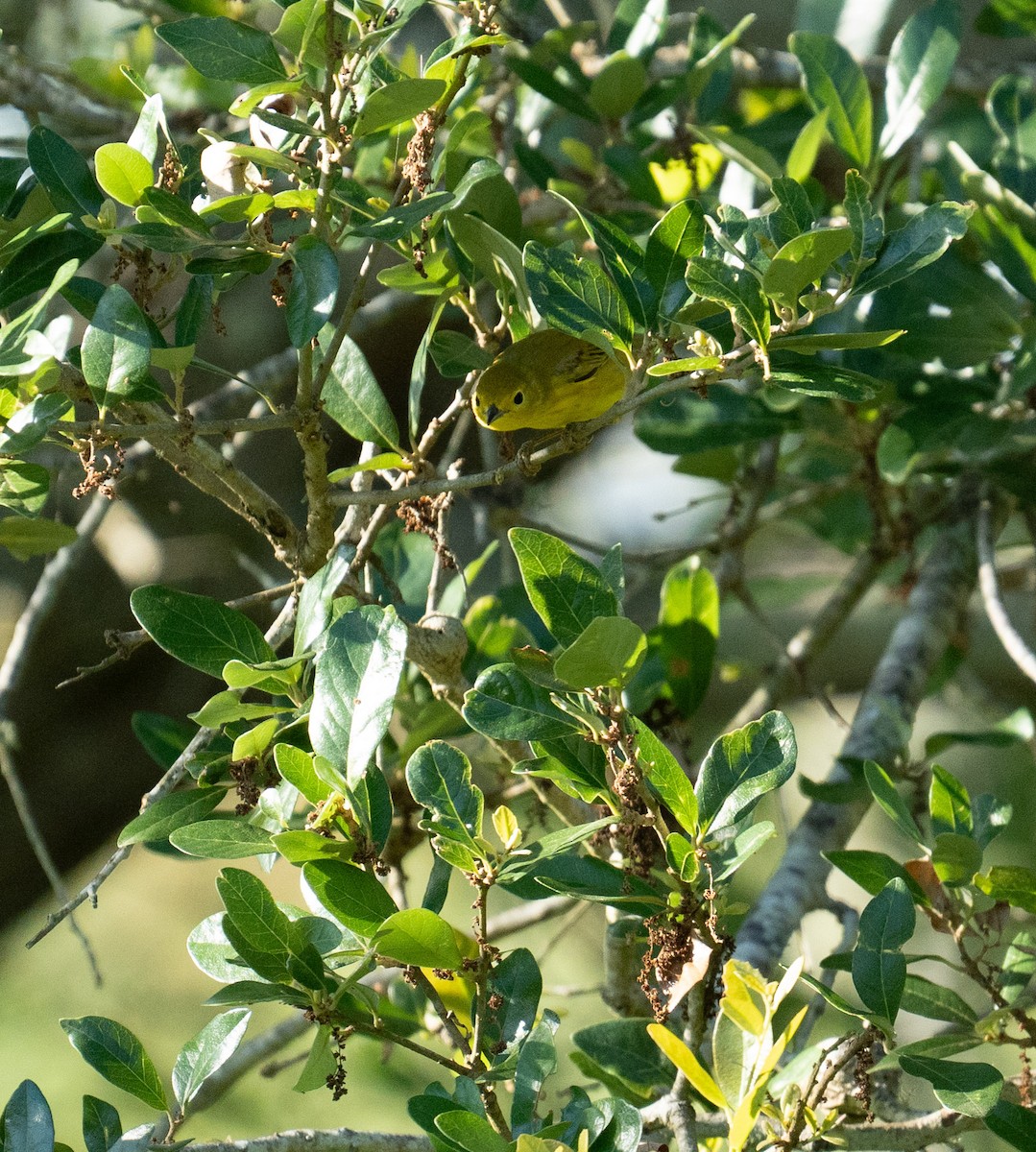 Northern Yellow Warbler - ML635142930