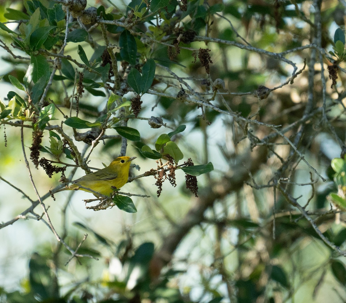 Northern Yellow Warbler - ML635142931