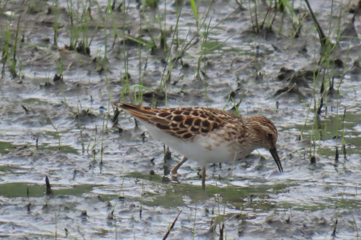 Least Sandpiper - ML635142968