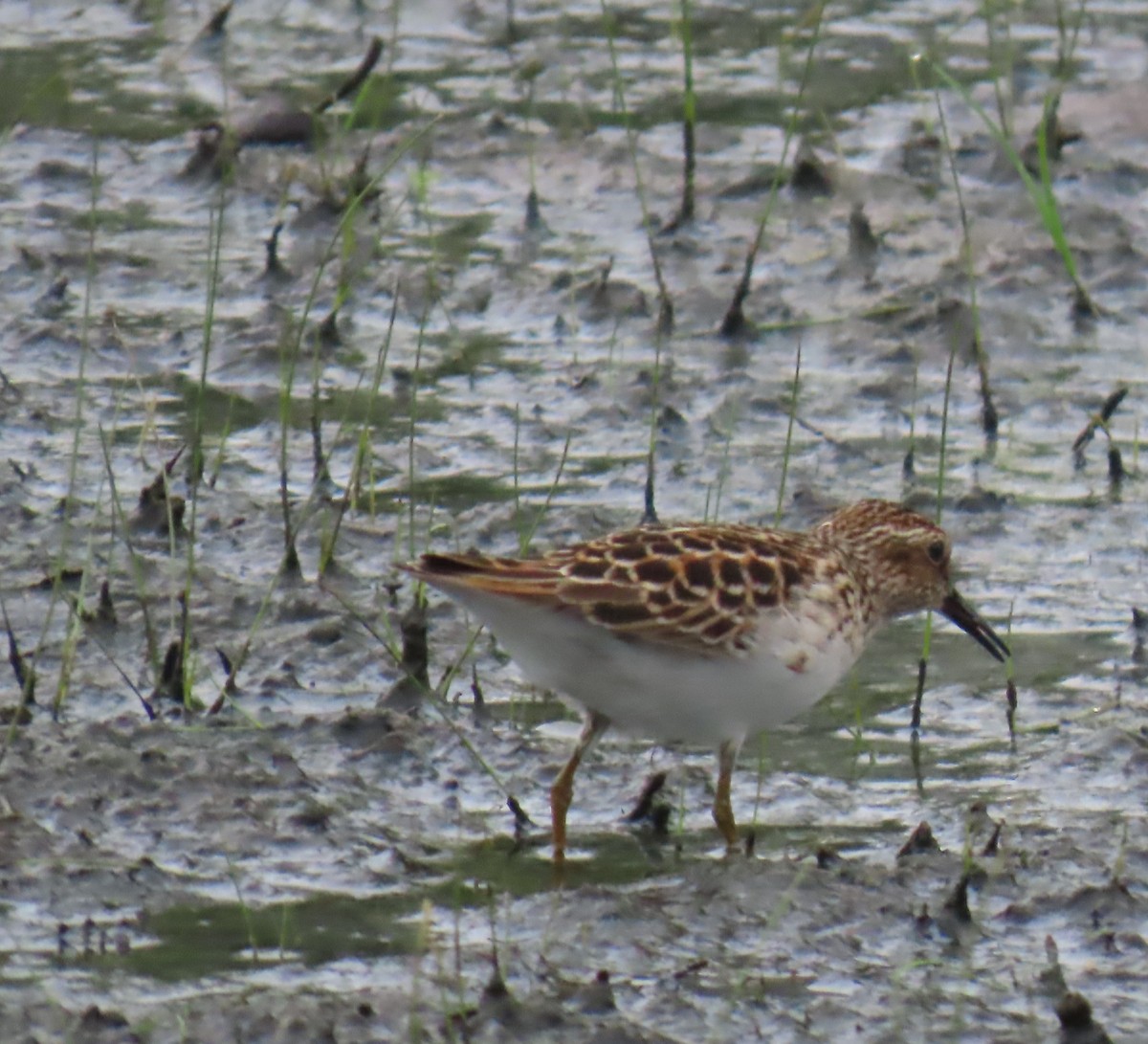 Least Sandpiper - ML635142985