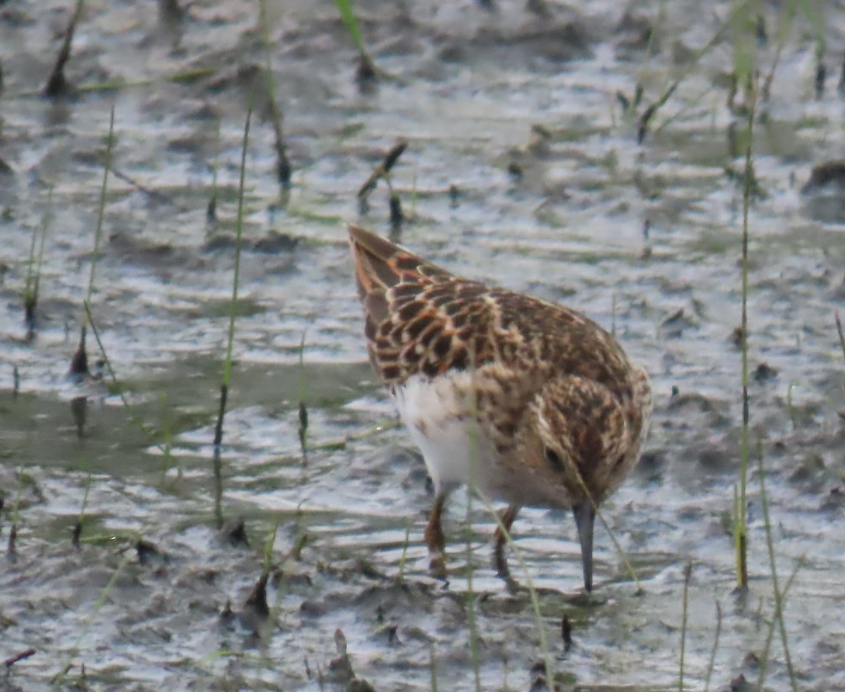 Least Sandpiper - ML635143026