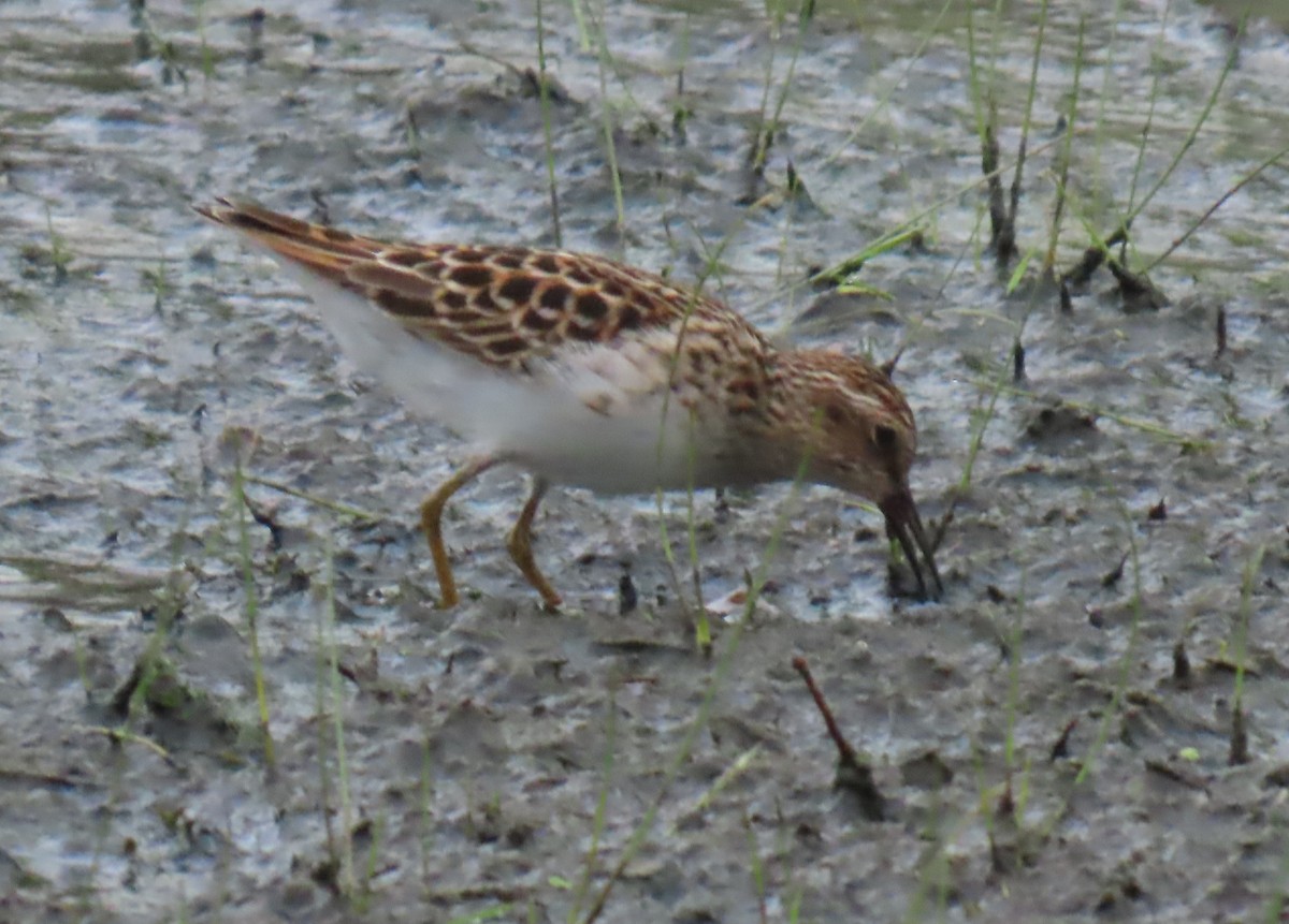 Least Sandpiper - ML635143058