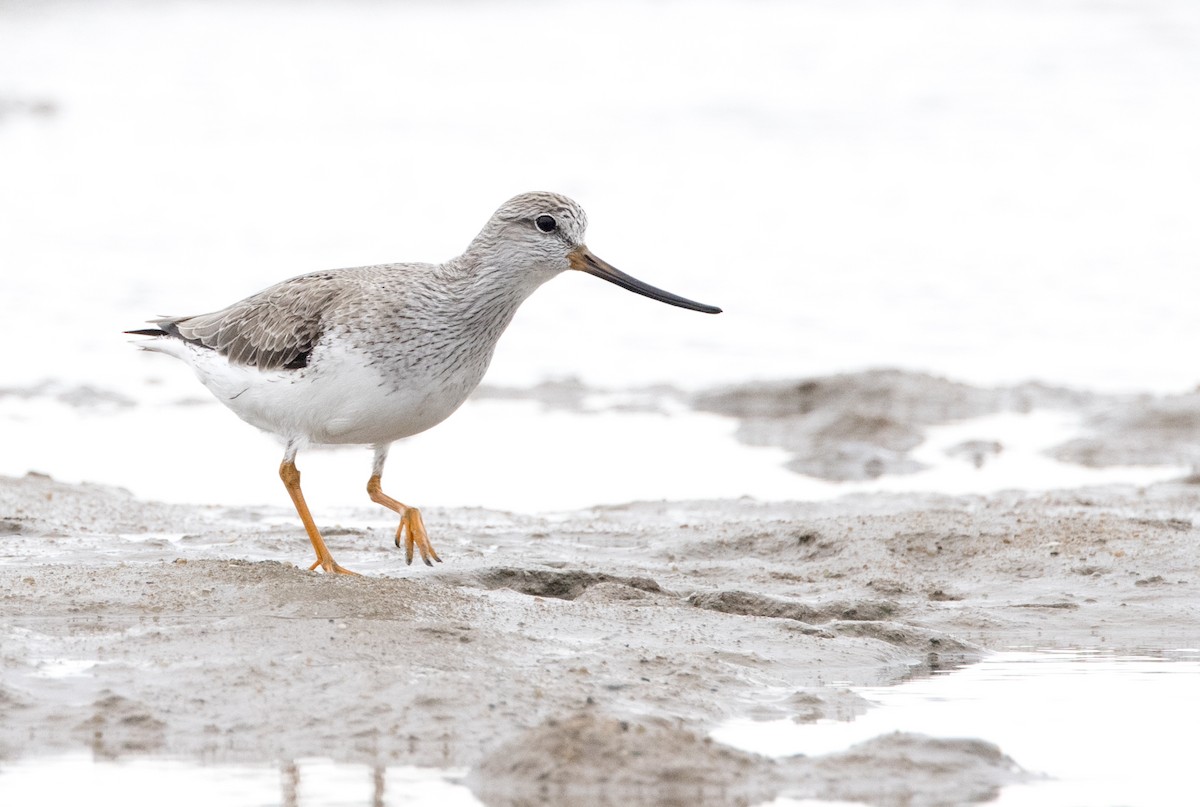 Terek Sandpiper - ML635143132