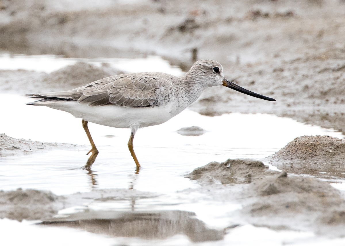Terek Sandpiper - ML635143133