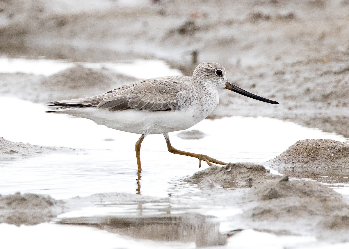 Terek Sandpiper - ML635143135