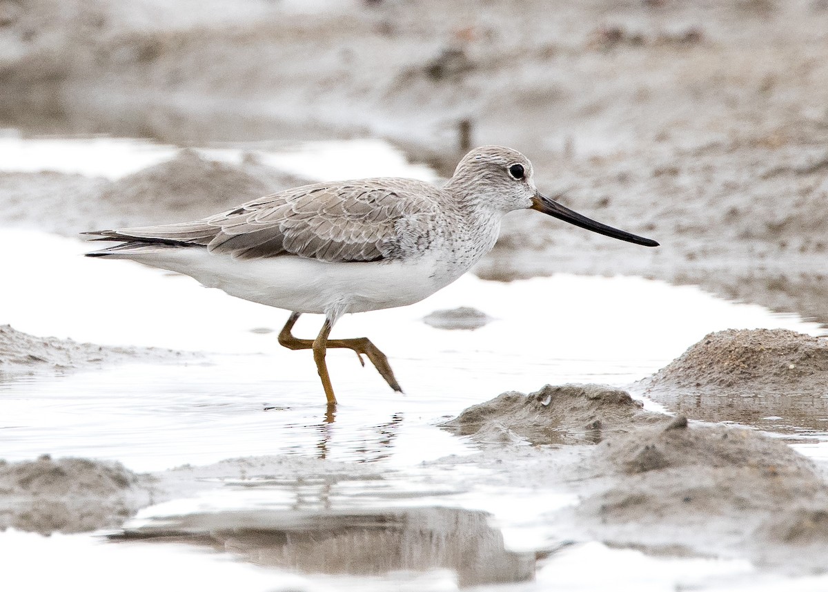 Terek Sandpiper - ML635143137