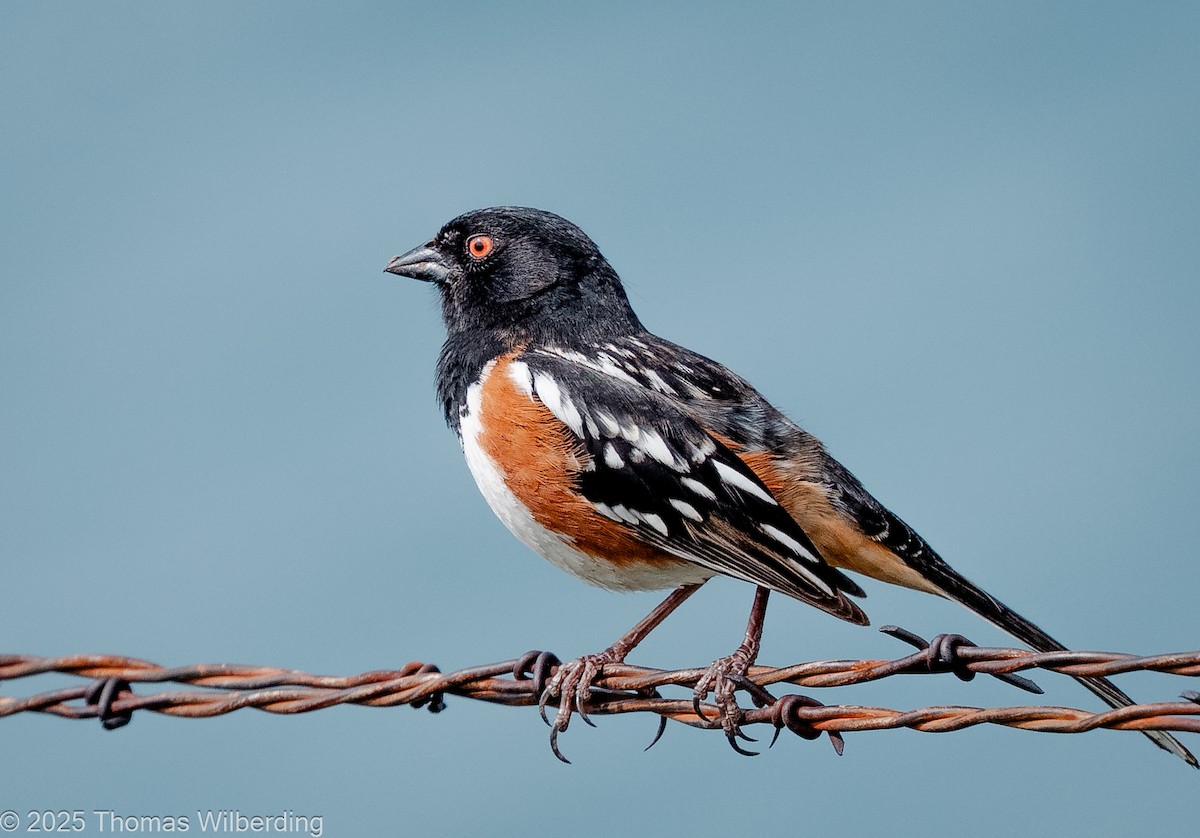 Spotted Towhee - ML635143140