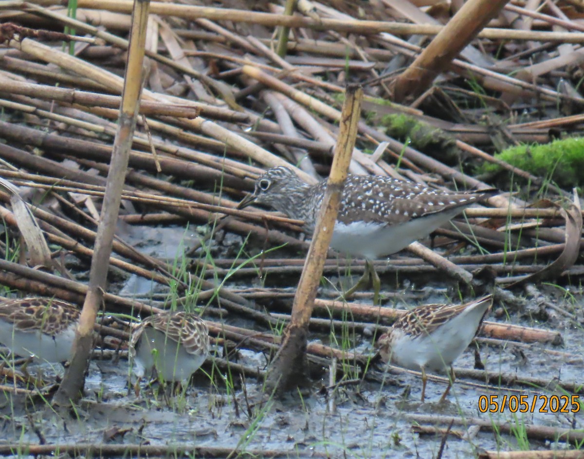 Least Sandpiper - ML635143148