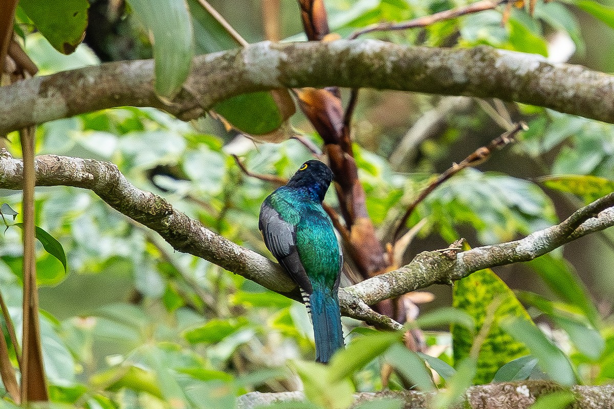 Gartered Trogon - ML635143209
