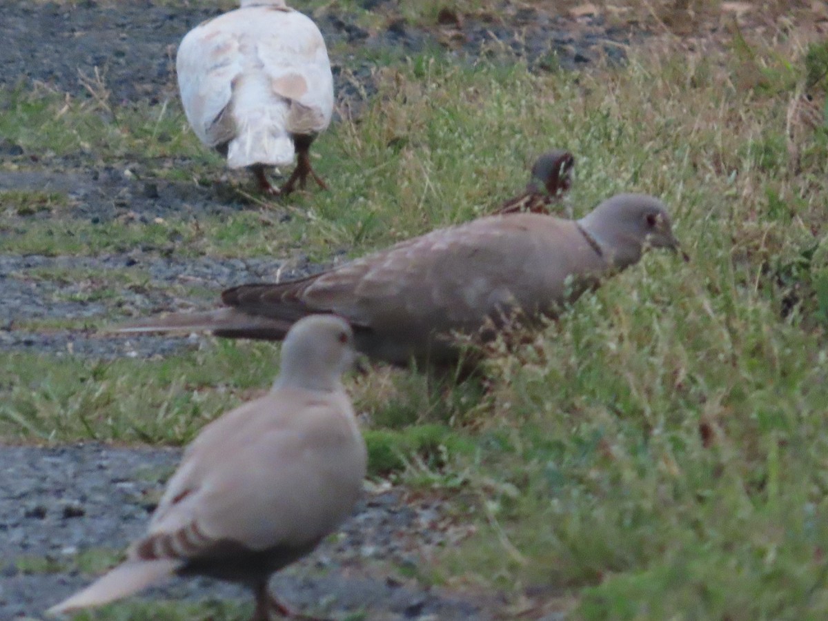 pigeon/dove sp. - ML635143237